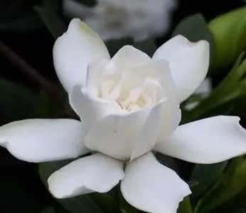 栀子花怕晒太阳吗