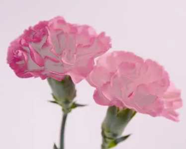 教师节应该送什么花
