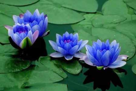 蓝莲花代表什么
