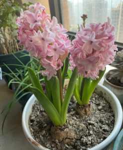 风信子开花后