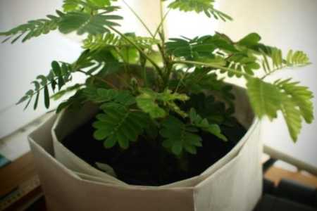 含羞草的养殖方法