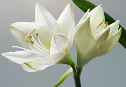 教师节送花应该送什么花