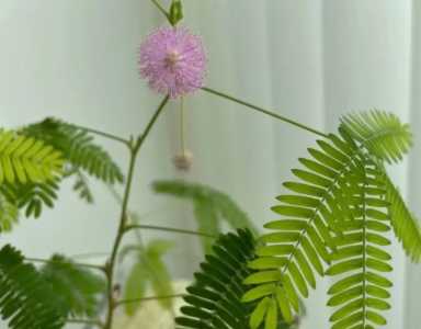 含羞草会开花吗