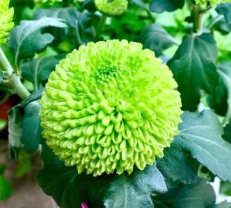 乒乓球菊花开花后怎么修剪 开完花后剪枝方法