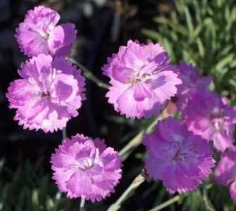 石竹花谢后怎么处理 花谢后养护方法