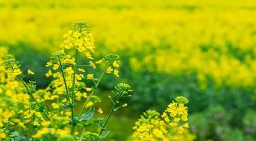 油菜花是什么意思