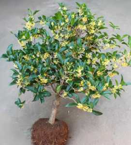 如何种植桂花