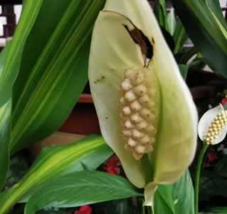 万年青开花好吗