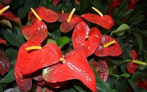 火鹤花花语