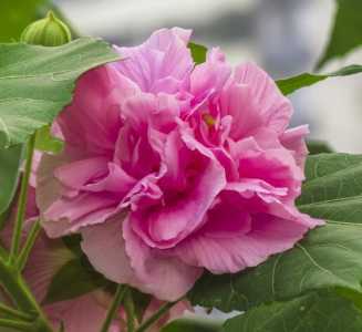 刚买的芙蓉花怎么养护 新买芙蓉花的养殖方法
