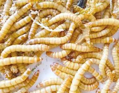 黄粉虫的养殖技术是什么