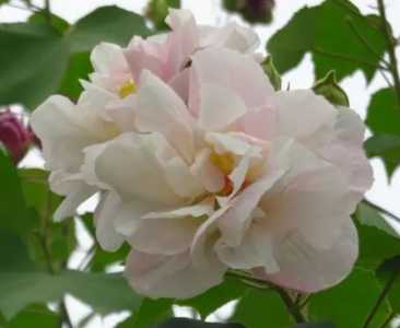 芙蓉花开花在什么季节