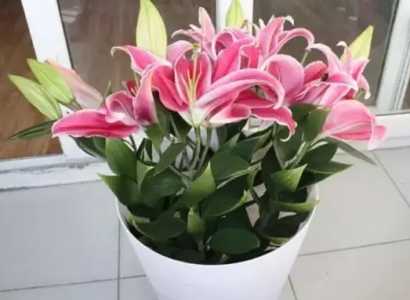 百合花的养殖方法和注意事项