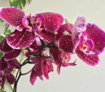 蝴蝶兰的花语和寓意是什么