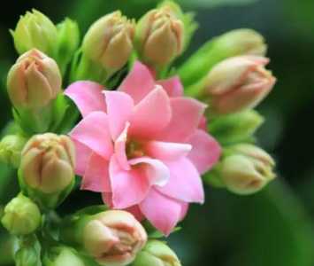 长寿花的养殖方法是什么