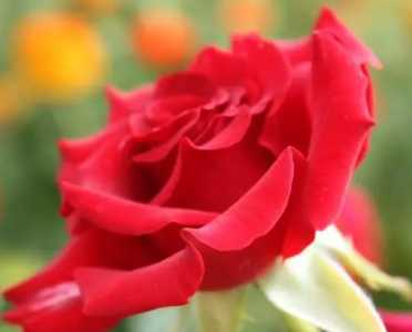 情人节鲜花怂什么好