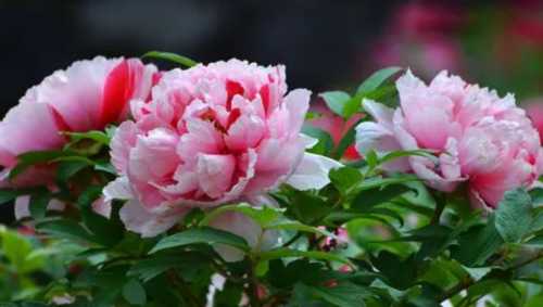百花之王是什么花