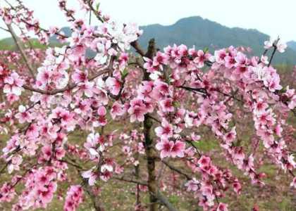 三月是什么花