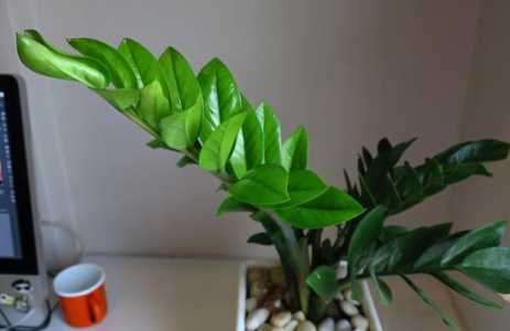 雪铁芋怎么浇水方法 一次浇多少水合适