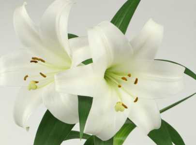 百合花的含义