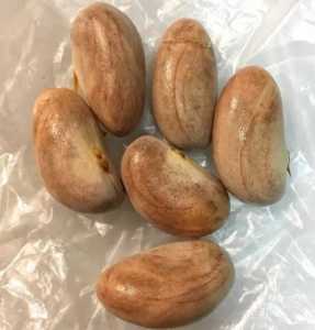 菠萝蜜的种子可以种吗 什么时候种