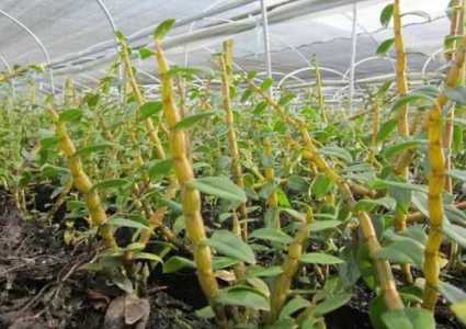 石斛的种植技术