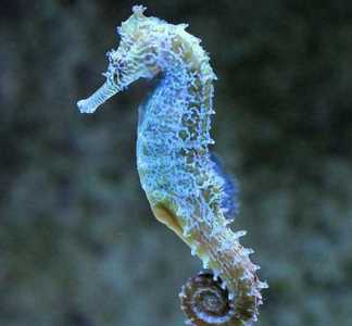 海马是海里的鱼吗