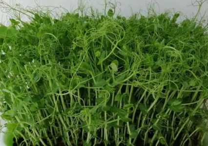 芽苗菜种植