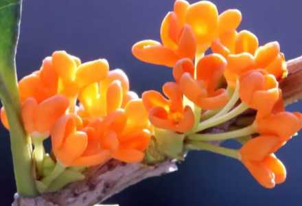 桂花几月开花