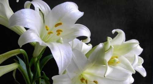 百合花的寓意