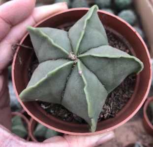 鸾凤玉怎么修根 上盆换盆前的修根方法