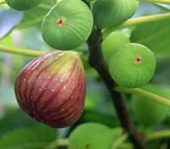 无花果种植技术与管理方法 高产栽培技术