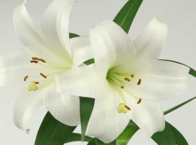 百合花的象征意义是什么呢