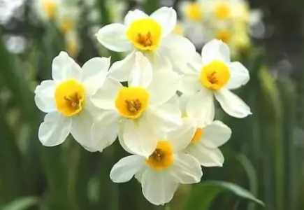 水仙花花语