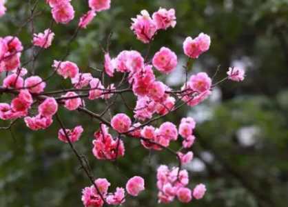 梅花的寓意