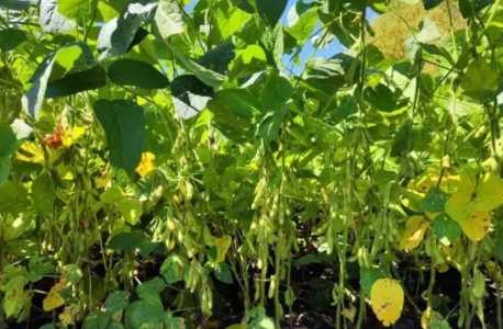 大豆怎么种植 高产种植技术与管理方法