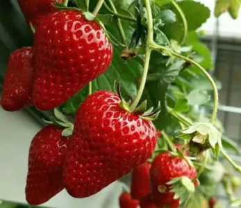 四季草莓怎么种植 高产种植技术与管理方法