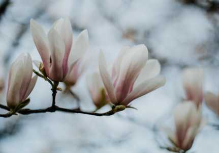玉兰花怎么种植 高产种植技术与管理方法