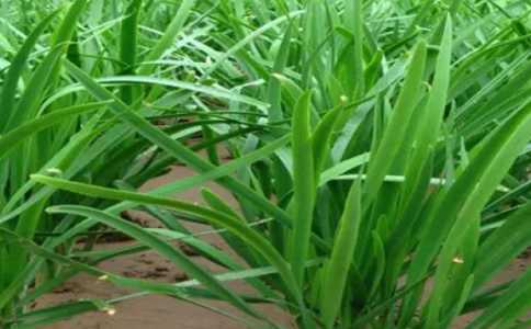 韭菜怎么种植 高产种植技术与管理方法
