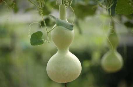葫芦怎么种植 高产种植技术与管理方法
