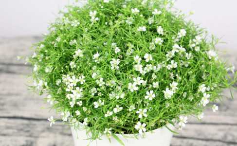 满天星怎么种植 高产种植技术与管理方法