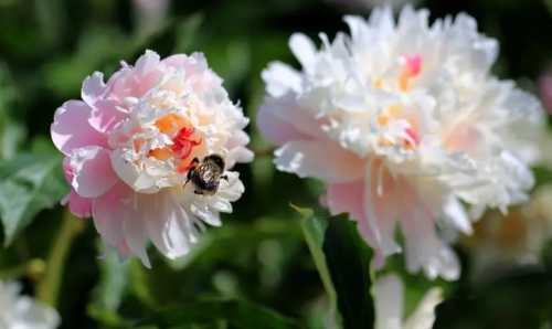 芍药怎么种植 高产种植技术与管理方法
