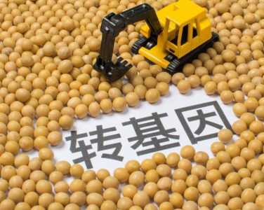 转基因种子怎么来的 怎么获得