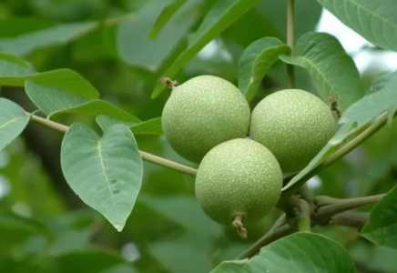 核桃树什么时候剪枝合适 几月修剪为最佳时间