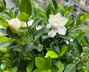 栀子花怎么换土 换土换盆时间和方法