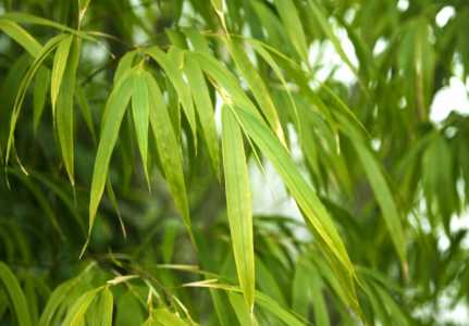 竹叶青属于什么茶