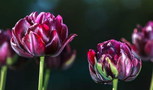 黑色郁金香花语