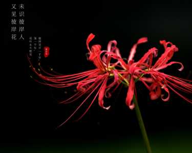 曼珠沙华的花语
