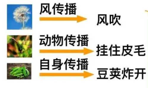 10种植物的传播方式