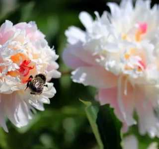 芍药花怎么养
